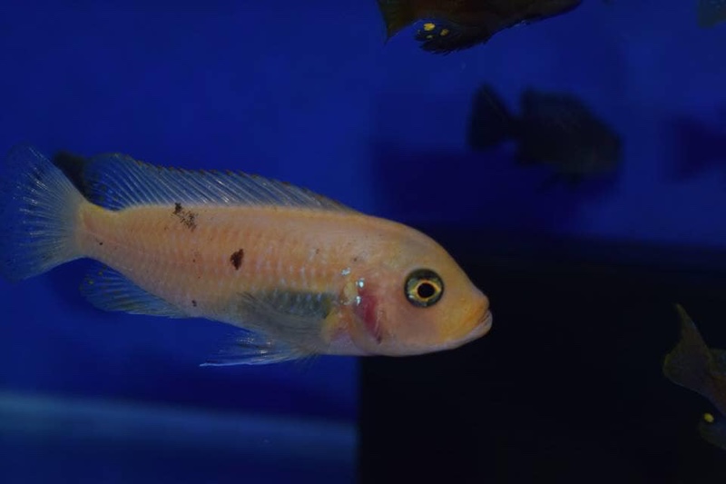 Maylandia zebra 'Narungu'